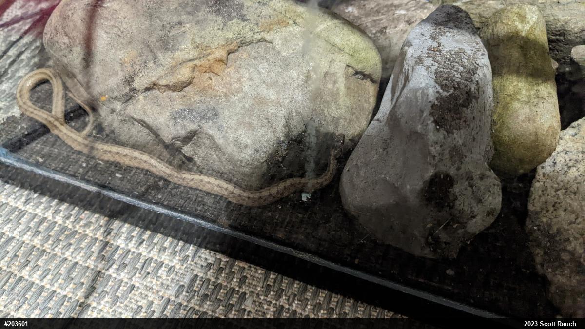 Dekay's Brownsnake
