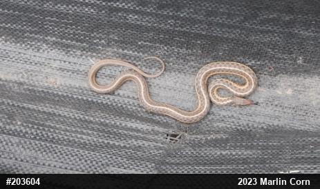 Eastern Gartersnake