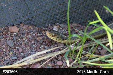 Eastern Gartersnake