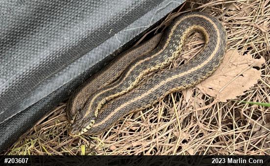 Eastern Gartersnake