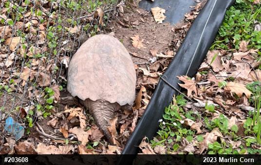 Snapping Turtle