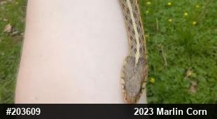 Eastern Gartersnake