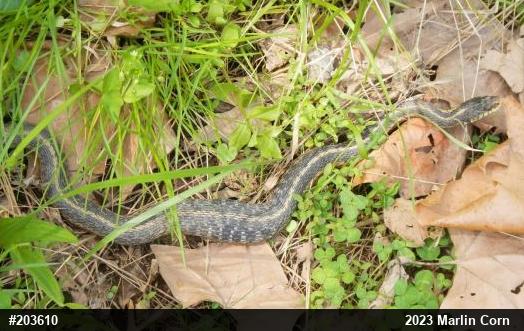 Eastern Gartersnake