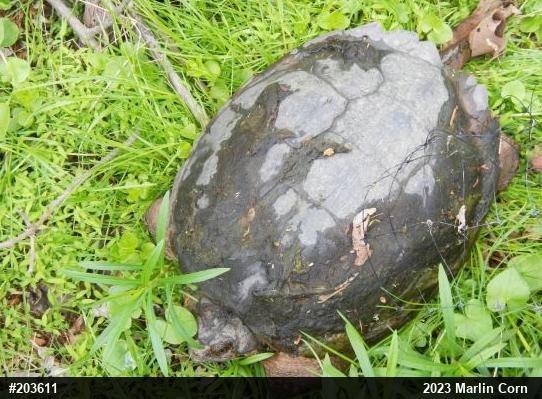 Snapping Turtle