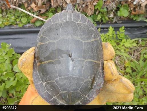 Eastern Painted Turtle