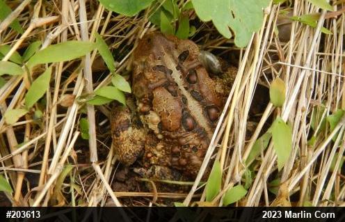 Eastern American Toad