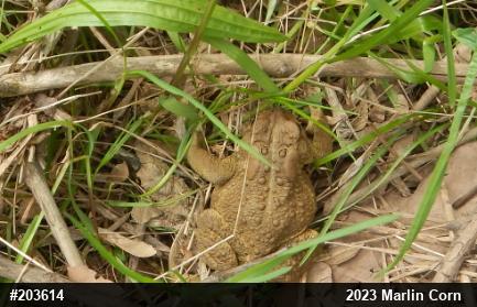Eastern American Toad