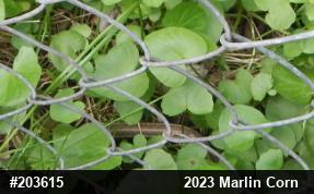 Eastern Gartersnake