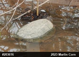 Snapping Turtle