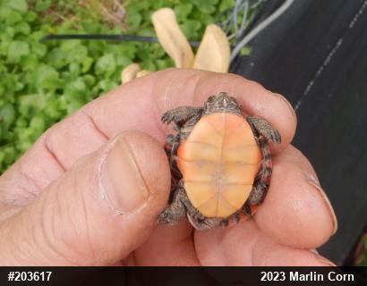 Painted Turtle
