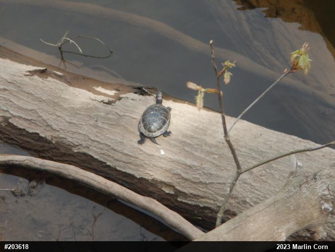 Spotted Turtle