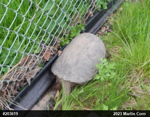 Snapping Turtle