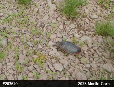 Eastern Painted Turtle