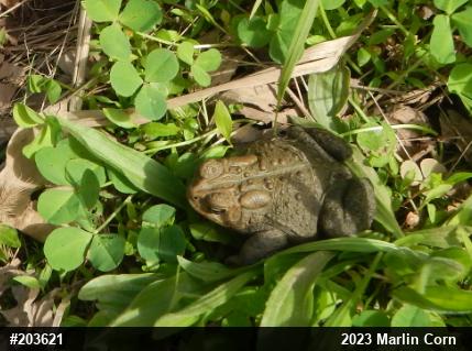 Eastern American Toad