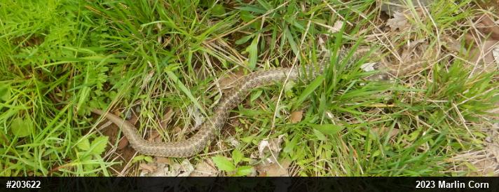 Eastern Gartersnake