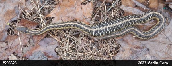 Eastern Gartersnake