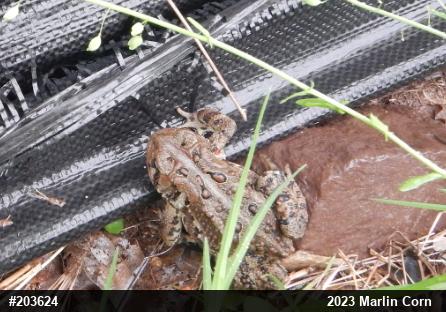 Eastern American Toad