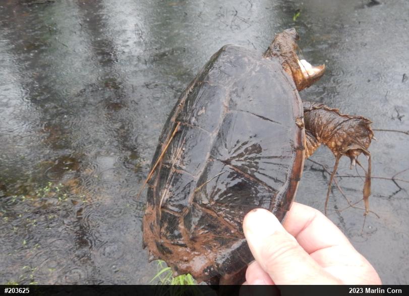 Snapping Turtle