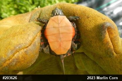 Painted Turtle