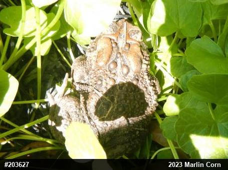 Eastern American Toad