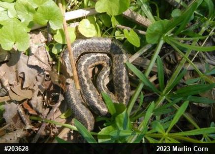Eastern Gartersnake