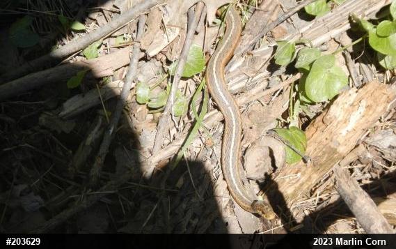 Eastern Gartersnake
