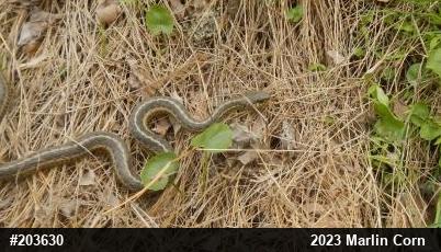 Eastern Gartersnake