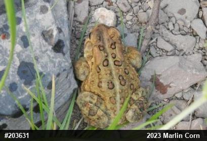 Eastern American Toad