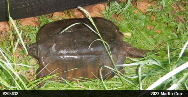 Snapping Turtle