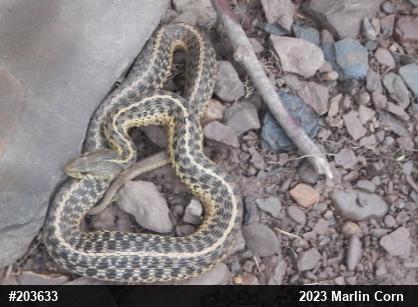 Eastern Gartersnake