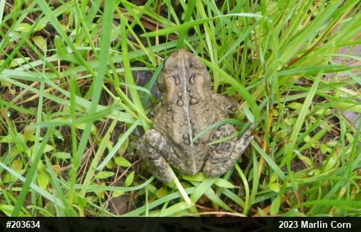 Eastern American Toad