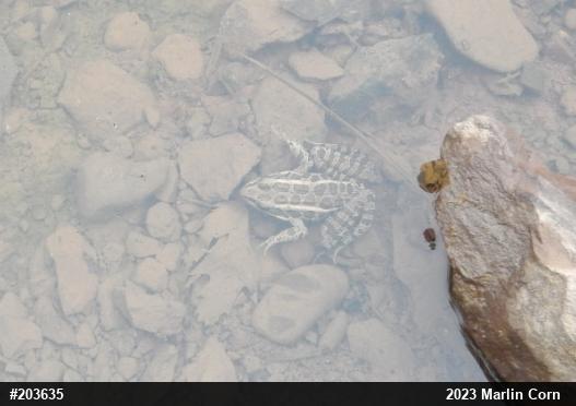 Pickerel Frog