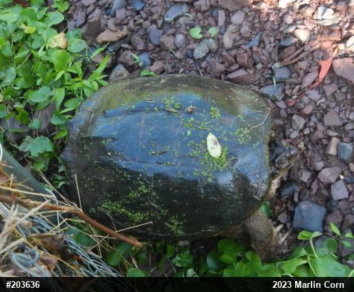 Snapping Turtle