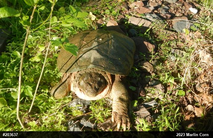 Snapping Turtle