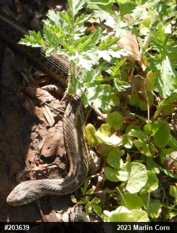 Eastern Gartersnake