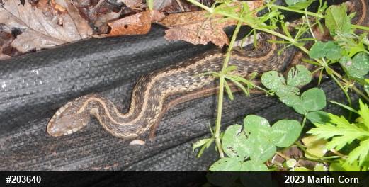 Eastern Gartersnake