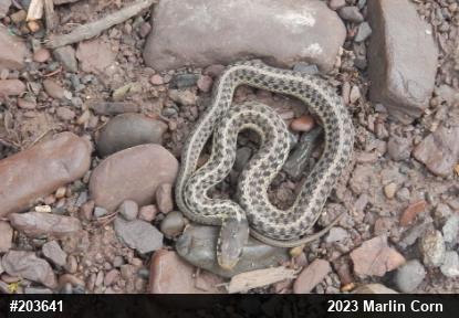 Eastern Gartersnake