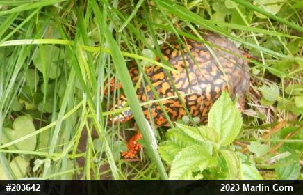 Eastern Box Turtle