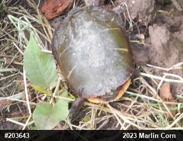 Painted Turtle