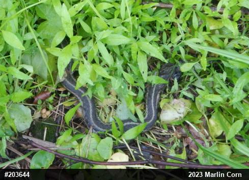 Eastern Gartersnake