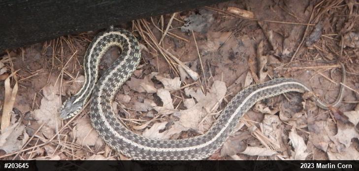 Eastern Gartersnake