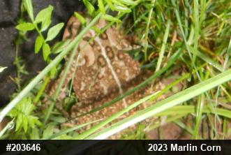 Eastern American Toad