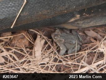 Eastern American Toad