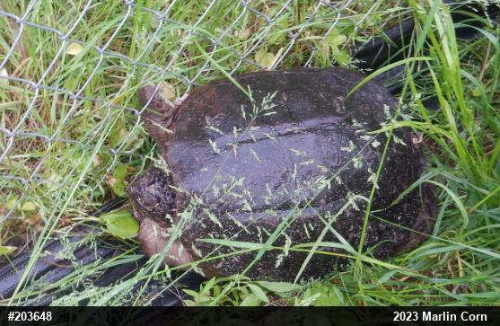 Snapping Turtle