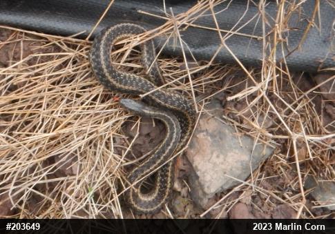 Eastern Gartersnake