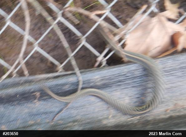 Eastern Gartersnake