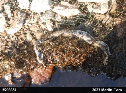 Northern Watersnake