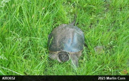Snapping Turtle