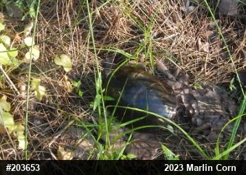Painted Turtle
