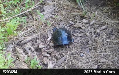 Spotted Turtle